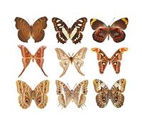 Artery8 Collection Various Colourful Nine Butterflies Butterfly Types Large XL Wall Art Canvas Print