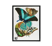 Artery8 Colourful Butterflies Framed Canvas Wall Art Print Vintage : Artwork by Eugene Seguy 18x24 Bright and cheerful vintage study uplifting bedrooms or garden rooms