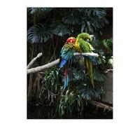 Artery8 Colourful Sleeping Parrots Carol M Highsmith Wall Art Poster Print | Size: W18" x H24" Artery8 Multicolor W18" x H24"