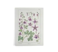 Artery8 Columbine Aquilegia Flower Canvas Wall Art Print Vintage : Artwork by Verneuil 12x16 Delicate wildflower Picture enriching calm interiors, appreciated by lovers of fine botanical art