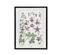 Artery8 Columbine Aquilegia Flower Framed Canvas Wall Art Print Verneuil in White | Size: W24" x H32" Artery8 White W24" x H32"