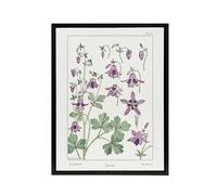 Artery8 Columbine Aquilegia Flower Framed Canvas Wall Art Print Vintage : Artwork by Verneuil 24x32 Delicate wildflower Picture enriching calm interiors, appreciated by lovers of fine botanical art