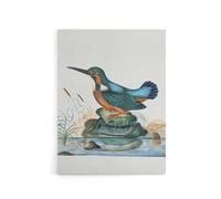 Artery8 Common Kingfisher Vintage Illustration Bolton Canvas Wall Art | Size: W18" x H24" Artery8 Multicolor W18" x H24"