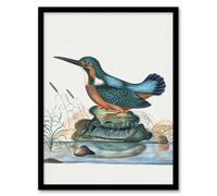 Artery8 Common Kingfisher Vintage Illustration Bolton Framed Wall Art Print 12X16"
