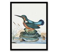 Artery8 Common Kingfisher Vintage Illustration Bolton Framed Wall Art Print | Size: A3 Artery8 Multicolor A3