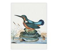 Artery8 Common Kingfisher Vintage Illustration Bolton Wall Art Poster Print 12X16"
