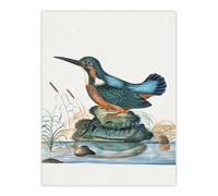 Artery8 Common Kingfisher Vintage Illustration Bolton Wall Art Poster Print | Size: W18" x H24" Artery8 Multicolor W18" x H24"