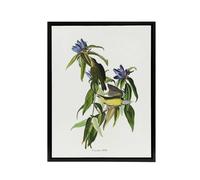 Artery8 Connecticut Warbler Bird Audubon Nature Black Framed Canvas Wall Art in White | Size: W24" x H32" Artery8 White W24" x H32"