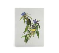 Artery8 Connecticut Warbler Bird Audubon Nature Canvas Wall Art in White | Size: W24" x H32" Artery8 White W24" x H32"