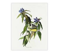 Artery8 Connecticut Warbler Bird Audubon Nature Wall Art Print Poster in White | Size: W18" x H24" Artery8 White W18" x H24"