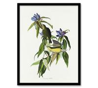 Artery8 Connecticut Warbler Bird Framed Wall Art Print A4 Artwork By Audubon : Songbird Artwork Ideal For Hallway Or Bedroom Bringing Calm Tone And Botanical Harmony