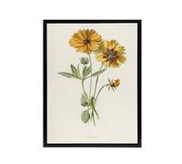 Artery8 Coreopsis Tickseed Flower Black Framed Canvas Wall Art Print 12X16 Artwork By Hulme : Botanical Flower Print Perfect For Kitchen Hallway Or Bedroom Bringing Nature And Colour