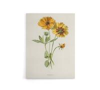 Artery8 Coreopsis Tickseed Flower Canvas Wall Art Print 18X24 Artwork By Hulme : Botanical Flower Print Perfect For Kitchen Hallway Or Bedroom Bringing Nature And Colour