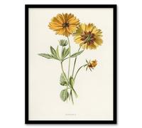 Artery8 Coreopsis Tickseed Flower Framed Wall Art Print A4 Artwork By Hulme : Botanical Flower Print Perfect For Kitchen Hallway Or Bedroom Bringing Nature And Colour