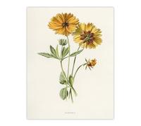 Artery8 Coreopsis Tickseed Flower Unframed Wall Art Print Poster 12X16 Artwork By Hulme : Botanical Flower Print Perfect For Kitchen Hallway Or Bedroom Bringing Nature And Colour