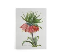 Artery8 Crown Imperial Flower Redoute Vintage Canvas Wall Art in White | Size: W18" x H24" Artery8 White W18" x H24"