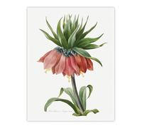 Artery8 Crown Imperial Flower XL Extra Large Wall Art Poster Print 24X32 Artwork By Redoute : Imperial Stem Composition Introducing Stately Poise To Dining Or Entry Hallway