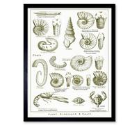 Wee Blue Coo Paintings Book Illustration Crustacean Shellfish Fossil Clay Beach Art Print Framed Poster Wall Decor 12X16 Inch