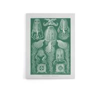 Artery8 Cubomedusae Jellyfish Species Haeckel Botanical Canvas Wall Art in Green | Size: W24" x H32" Artery8 Green W24" x H32"
