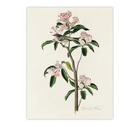 Artery8 Cuviers Kinglet Bird and Mountain Laurel Large Wall Art Print 18X24 Artwork By Audubon : Kinglet Bird And Laurel Print Suited For Hallway Or Study Adding Fine Detail And Natural Elegance