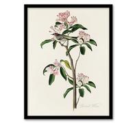Artery8 Cuviers Kinglet Bird and Mountain Laurel Wall Art Print Framed 12X16 Artwork By Audubon : Kinglet Bird And Laurel Print Suited For Hallway Or Study Adding Fine Detail And Natural Elegance