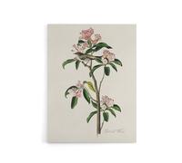Artery8 Cuviers Kinglet Bird & Mountain Laurel Audubon Canvas Wall Art in White | Size: W24" x H32" Artery8 White W24" x H32"