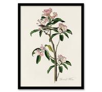Artery8 Cuviers Kinglet Bird & Mountain Laurel Audubon Framed Wall Art Print in White | Size: A4 Artery8 White A4