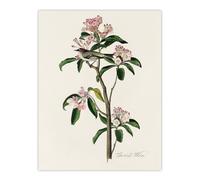 Artery8 Cuviers Kinglet Bird & Mountain Laurel Audubon Wall Art Print Poster in White | Size: W12" x H16" Artery8 White W12" x H16"