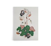 Artery8 Cyclamen Butterfly Beetles & Shell Bolton Canvas Wall Art in White | Size: W24" x H32" Artery8 White W24" x H32"