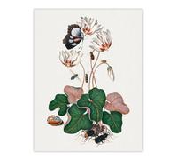 Artery8 Cyclamen Butterfly Beetles & Shell Bolton Wall Art Poster Print in White | Size: W18" x H24" Artery8 White W18" x H24"