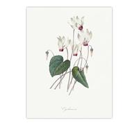 Artery8 Cyclamen Floral Illustration Unframed Wall Art Print Poster 12X16 Artwork By Redoute : Cyclamen Flower Image Adding Soft Rhythm And Grace To Restful Interior Palette
