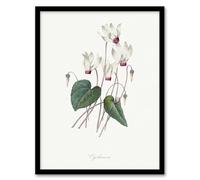 Artery8 Cyclamen Floral Illustration Wall Art Print Framed Poster 12x16 inch Artwork By Redoute : Cyclamen Flower Image Adding Soft Rhythm And Grace To Restful Interior Palette