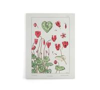 Artery8 Cyclamen Flower Plant Canvas Wall Art Print Vintage Floral : Artwork by Verneuil 18x24 Delicate flower piece lending elegance to reading rooms or floral-inspired décor