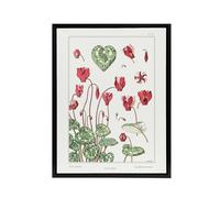 Artery8 Cyclamen Flower Plant Framed Canvas Wall Art Print Vintage Floral : Artwork by Verneuil 24x32 Delicate flower piece lending elegance to reading rooms or floral-inspired décor