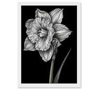 Artery8 Daffodil Flower Black and White Pencil Drawing Artwork Framed A3 Wall Art Print