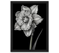 Artery8 Daffodil Flower Black and White Pencil Drawing Artwork Framed A3 Wall Art Print