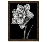 Artery8 Daffodil Flower Black and White Pencil Drawing Artwork Framed A3 Wall Art Print