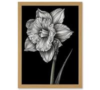 Artery8 Daffodil Flower Black and White Pencil Drawing Artwork Framed A3 Wall Art Print
