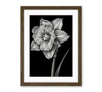 Artery8 Daffodil Flower Black and White Pencil Drawing Artwork Framed Wall Art Print 18X24 Inch