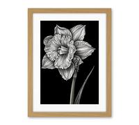 Artery8 Daffodil Flower Black and White Pencil Drawing Artwork Framed Wall Art Print 18X24 Inch