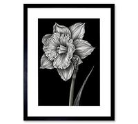 Wall Art Print Daffodil Flower Black and White Pencil Drawing Artwork Framed 9X7 Inch Artery8 Black W7 inch x H9 inch