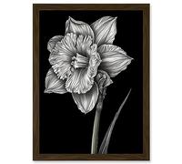 Artery8 Daffodil Flower Black and White Pencil Drawing Artwork Framed Wall Art Print A4