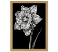 Artery8 Daffodil Flower Black and White Pencil Drawing Artwork Framed Wall Art Print A4