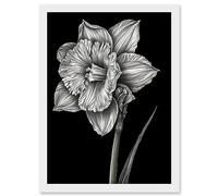 Artery8 Daffodil Flower Black and White Pencil Drawing Artwork Framed Wall Art Print A4