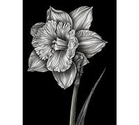 Artery8 Daffodil Flower Black and White Pencil Drawing Extra Large XL Wall Art Poster Print