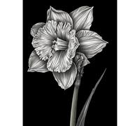 Artery8 Daffodil Flower Black and White Pencil Drawing Large Wall Art Poster Print Thick Paper 18X24 Inch