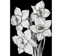 Artery8 Daffodil Wildflower Plant Blooms Black and White Large Wall Art Poster Print Thick Paper 18X24 Inch