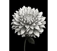 Artery8 Dahlia Flower Bloom White on Black Illustration Large Wall Art Poster Print Thick Paper 18X24 Inch