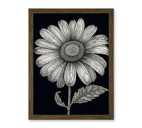 Artery8 Daisy Flower Bloom Black and White Pencil Drawing Artwork Framed Wall Art Print 18X24 Inch