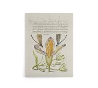 Artery8 Damselflies on Spanish Iris Calligraphy Canvas Wall Art Print in Beige | Size: W12" x H16" Artery8 Beige W12" x H16"